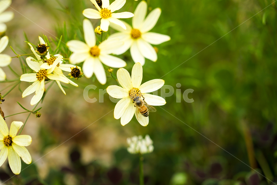 식물,plant,꽃,flower,숙근코스모스