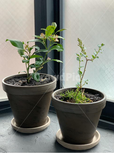 봄,화분,새싹,꽃,식물,나무,레몬나무,감성,설레임,청순,힐링,spring,flowerpot,braird,flower,plant,tree