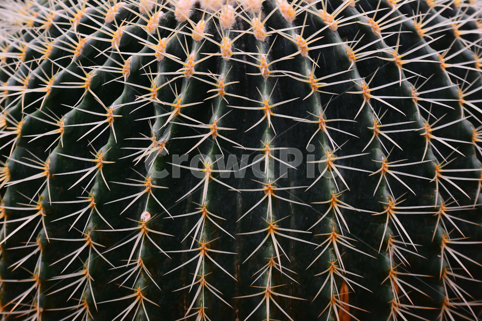 가시,선인장,상터,주의,다육식물,디육이,식물,아열대식물,cactus,다육질,사막,plant,식물원,열대식물,예리함,날카로움,상처,보호,바늘,침,조심,안전,방어,thorn,식물,자연,plants,nature