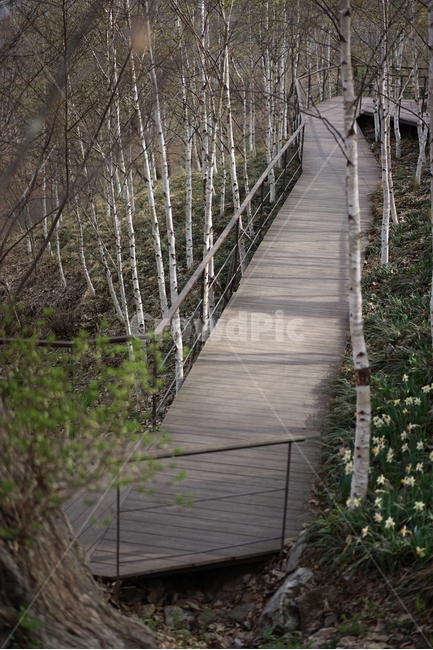 숲,반영,길,자작나무,비침,자연,풍경,nature,landscape,한국자연풍경,한국자연경관,korea nature landscape,식물,plants,나무,trees,wood,building,건물,bridge,다리,boardwalk,산책로
