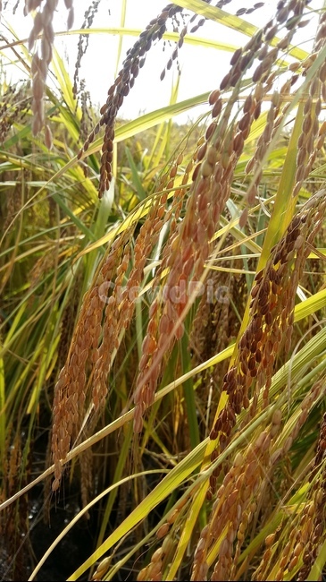 벼이삭,벼,논,가을들판,토종벼,곡류,곡식,cereals,산업,industry,industrial,농업,농사,agriculture,farming,farming industry