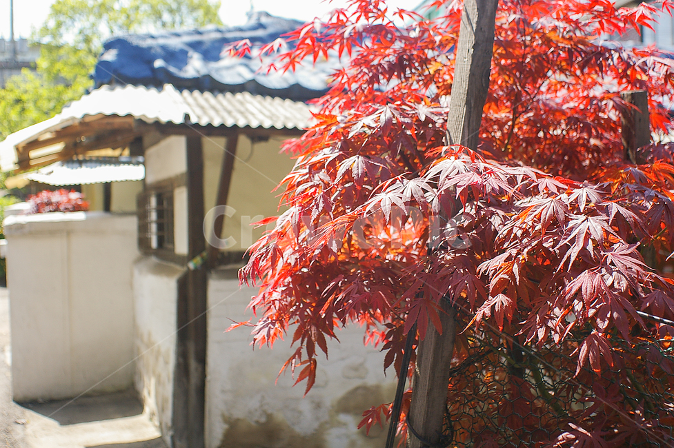 spring,street,leaf,잎,plant,식물,tree,나무,maple,단풍,단풍나무,old,house,oldhouse,가을,계절,fall,autumn,season