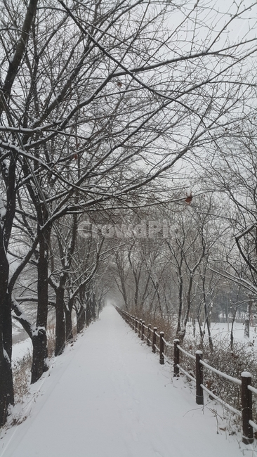 겨울,눈,길,나무,한적한,겨울,계절,winter,season,자연,풍경,nature,landscape,식물,plants,나무,trees,wood,outdoors,옥외