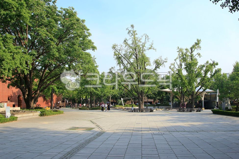 Daehakro,square,trees,sidewalk blocks,buildings,benches