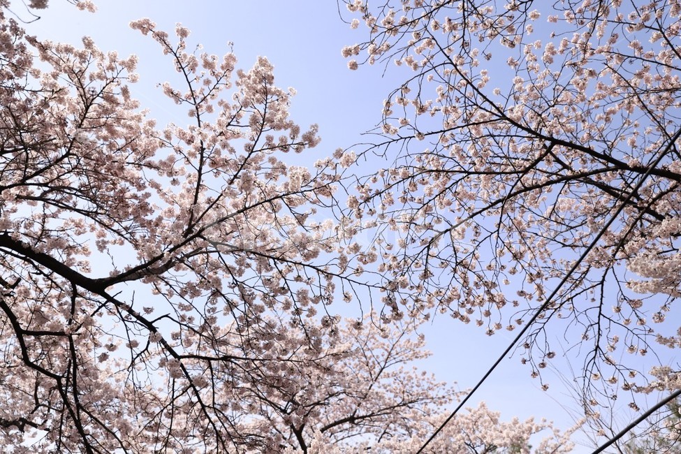 벛꽃,꽃,벚꽃나무,봄,여의도벚꽃,봄,계절,spring,season,plant,식물,blossom,flower