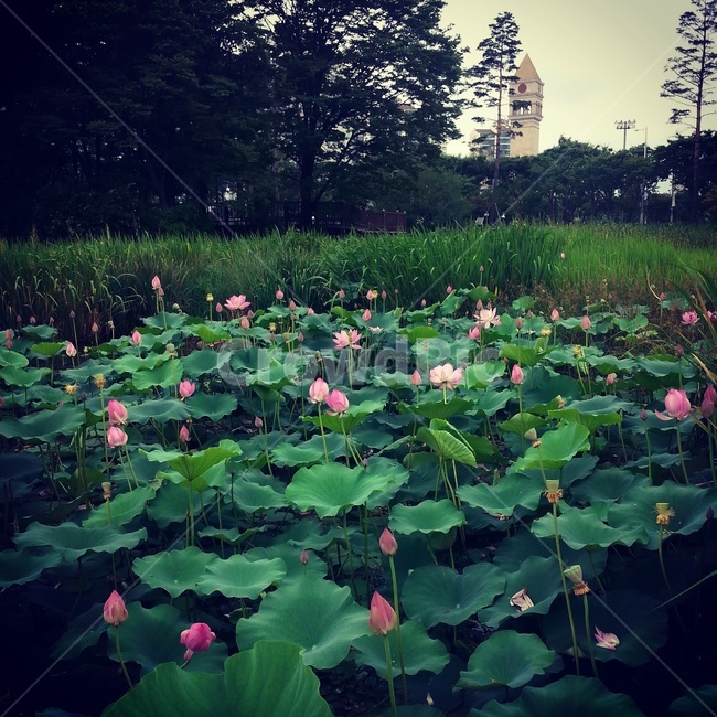 꽃,연꽃,자연,이쁜,경치