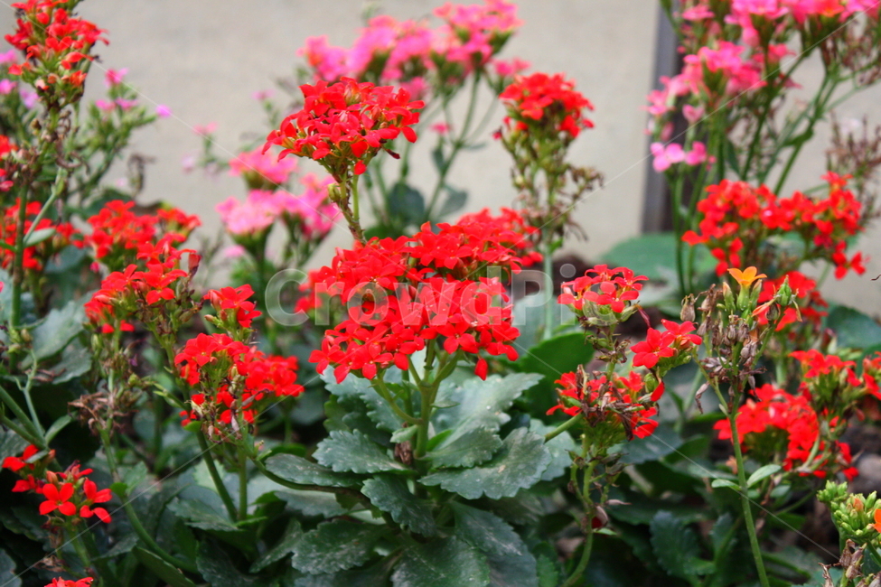 식물,꽃,plant,flower,blossom,식물,자연,plants,nature,꽃,flower