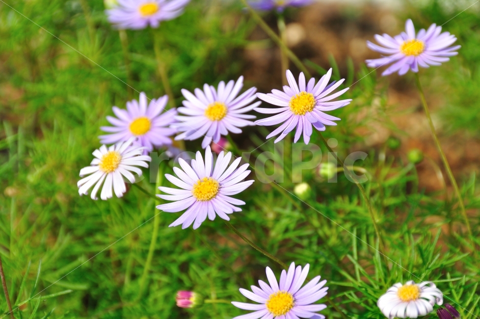 꽃,쑥부쟁이,flower,Asteryomena,국화과,자연,정물,식물,식물,자연,plants,nature,꽃,flower