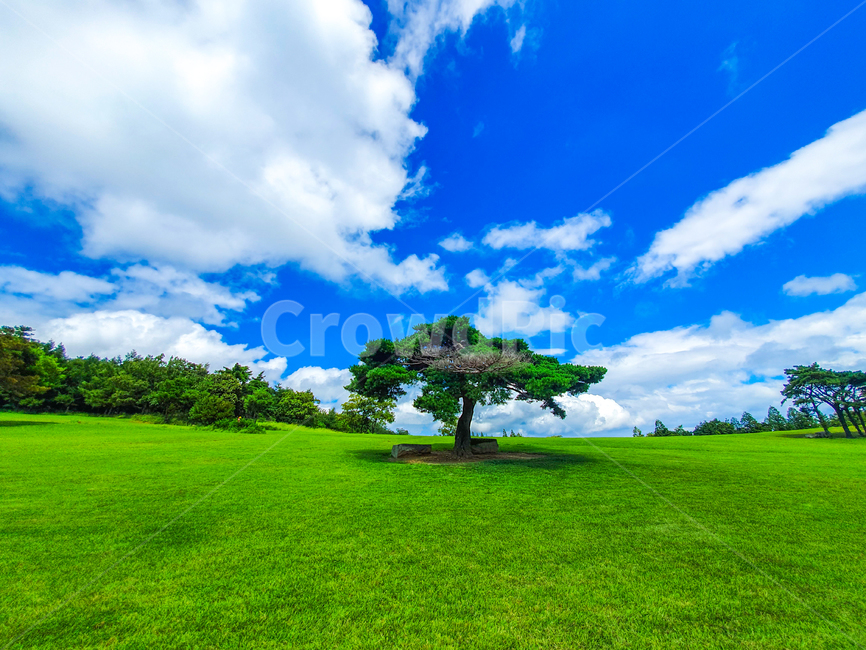 grass,잔디,plant,식물,나무,구름,풍경,자연,자연사진,감성,감성사진,풍경사진,초록색,푸른하늘,여름,시즌,계절