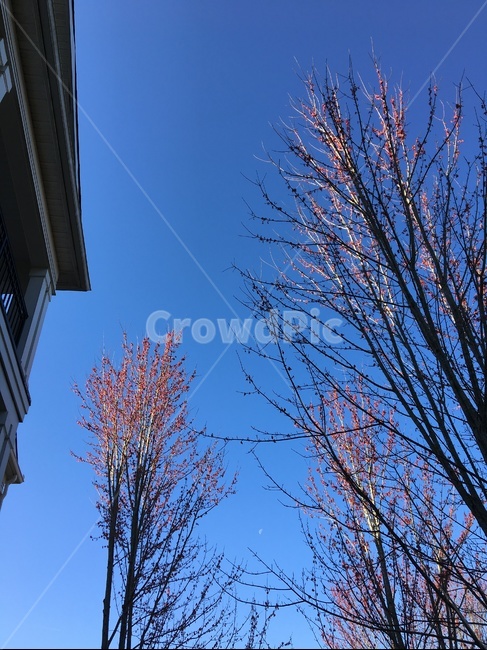 가을나무,초승달,하늘,파란색,분홍색,falltrees,crescentmoon,sky,blue,pink