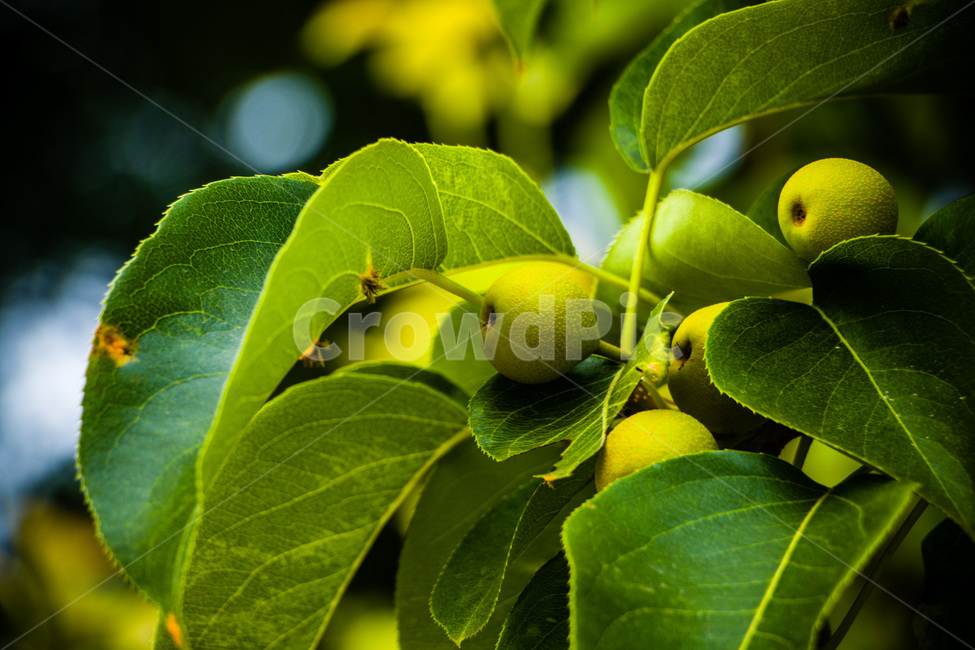 배,배나무,돌배,설익은배,푸른배,식물,자연,plants,nature,과일,열매,fruit