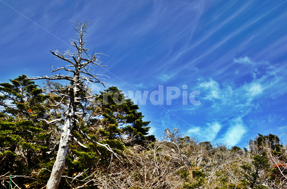 고사목,나무,쳔년목,숲,한라산,제주도,한라산국립공원,푸른하늘