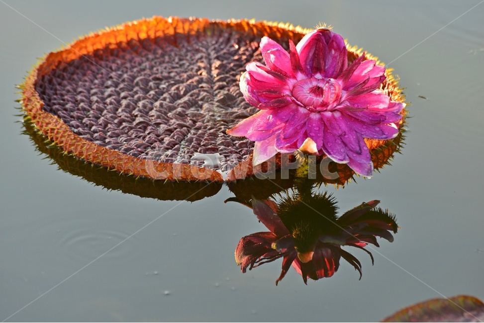 flower,plant,식물,blossom,꽃,연,연자,연밥,연잎,빅토리아연,빅토리아연꽃,반영,빅토리아연잎,만개,식물,자연,plants,nature,꽃,flower