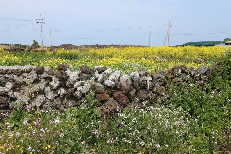 제주도,돌담,유채꽃,4월제주도,꽃밭,자연,제주도,jeju,jeju island,rubble,파편,wall,벽