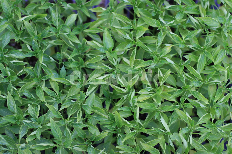 plant,식물,leaf,잎,화분,허브,herbs,초목,vegetation,파종기,모종,파종,작물