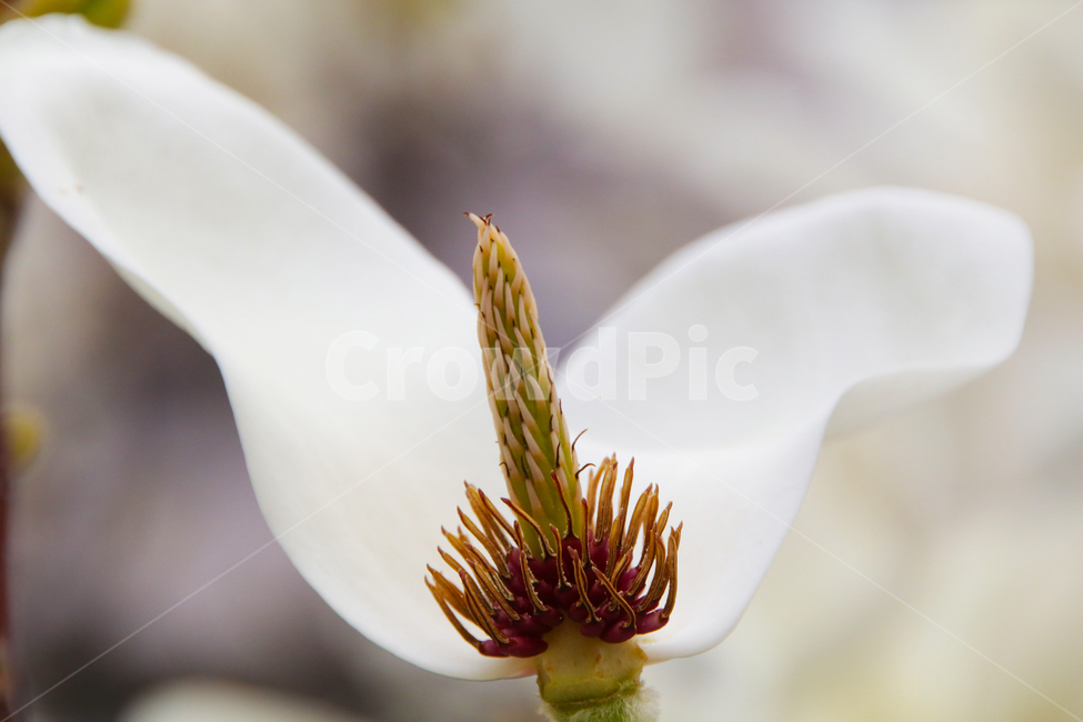 꽃,꽃나무,목련,백목련,봄,만개,개화,식물,자연,plants,nature,꽃,flower