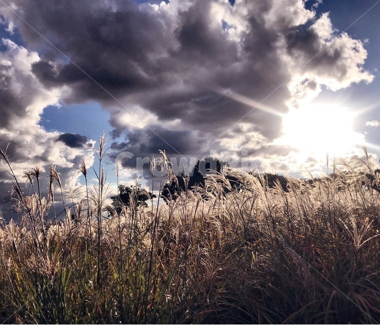 가을,가을갈대,갈대,갈대풍경,가을풍경,가을,계절,fall,autumn,season,자연,풍경,nature,landscape,grass,잔디,plant,식물,lawn