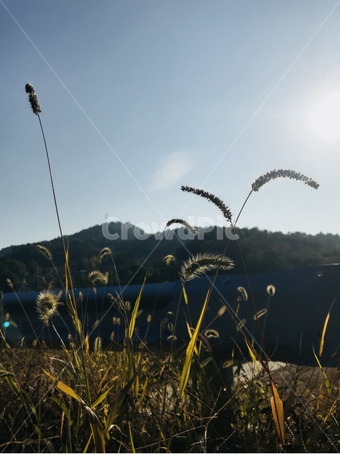 가을,강아지풀,햇살,가을햇살,풀,grass,잔디,plant,식물,nature,자연,outdoors,옥외