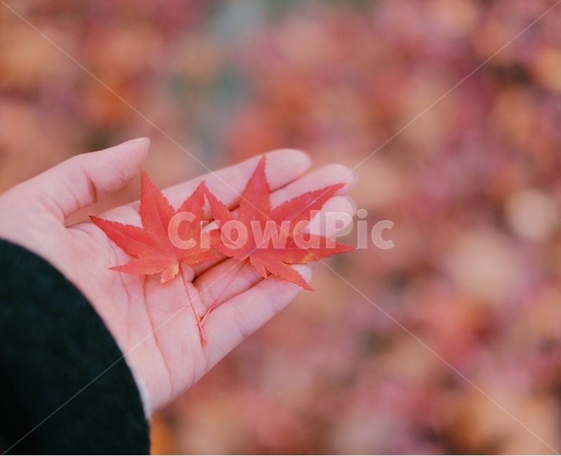 단풍,낙엽,감성사진,가을,자연,가을,계절,fall,autumn,season,감성,sensible,feeling,plant,식물,leaf,잎,tree,나무