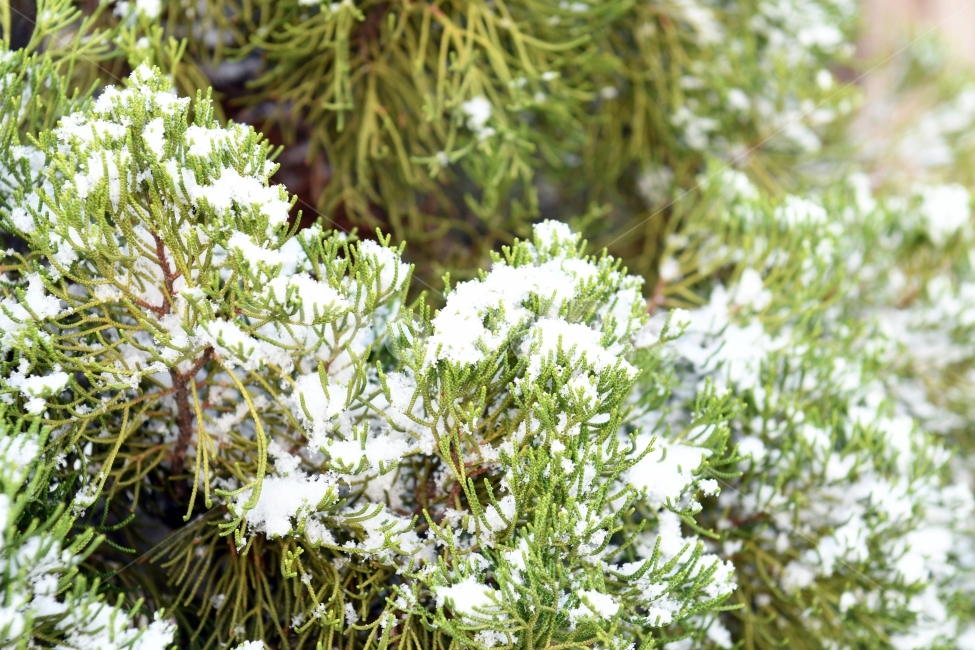 첫눈,눈,겨울,못다핀꽃,과일,가을끝,풍경,푸름,나무,겨울,계절,winter,season,식물,자연,plants,nature