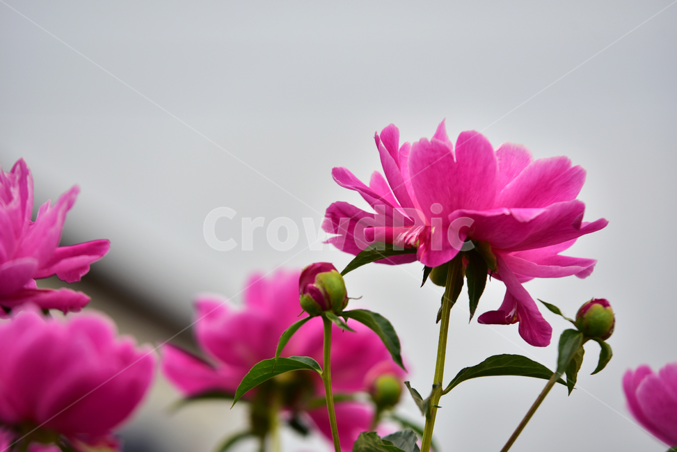 꽃,작약꽃,함박꽃,적작약,식물,자연,분홍색,한약재,플라워,flower,nature,plant,초록잎,핑크,pink