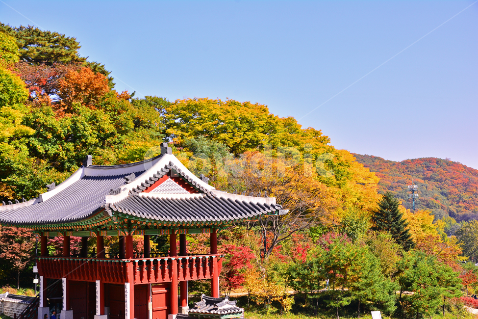 가을,전통,문화유산,기와집,한국풍경,코리안,fall,autumn,traditional,background,가을풍경,유적지,한국전통,하우스,사당,옛집,역사관,보존,히스토리,korean,house,10월,계절,시즌,배경,바탕,백그라운드,기념관,가을숲,forest,가을,계절,fall,autumn,season,자연,풍경,nature,landscape,한국자연풍경,한국자연경관,korea nature landscape,architecture,건축물,building,건물
