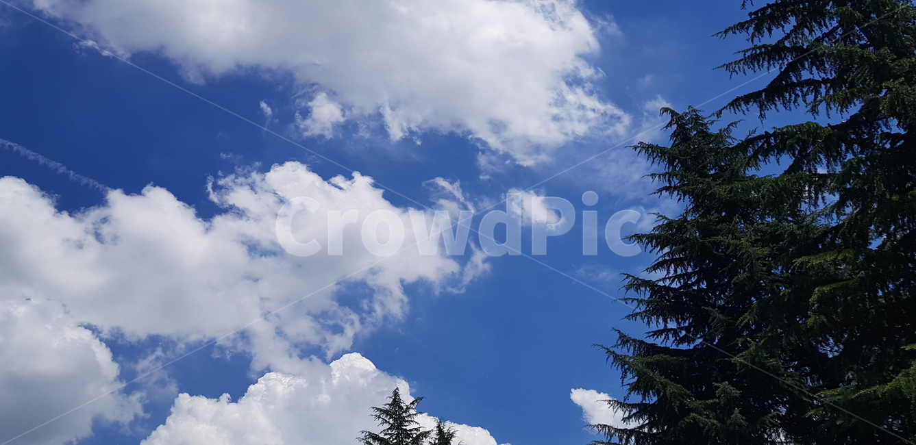 tree,나무,식물,전나무,sky,cloud,하늘,구름
