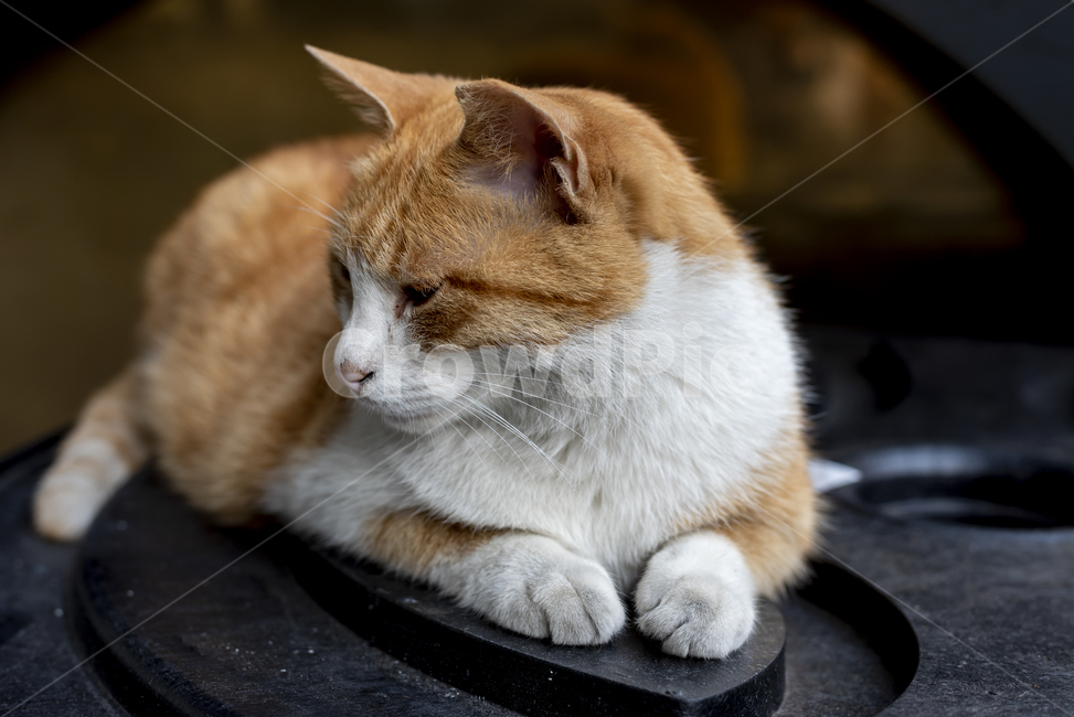 길고양이,고양이,앉다,표정,귀엽다,갈색,흰색,눈동자,야옹이,동물,animal,포유류,mammal,고양이,cat,kitten,kitty