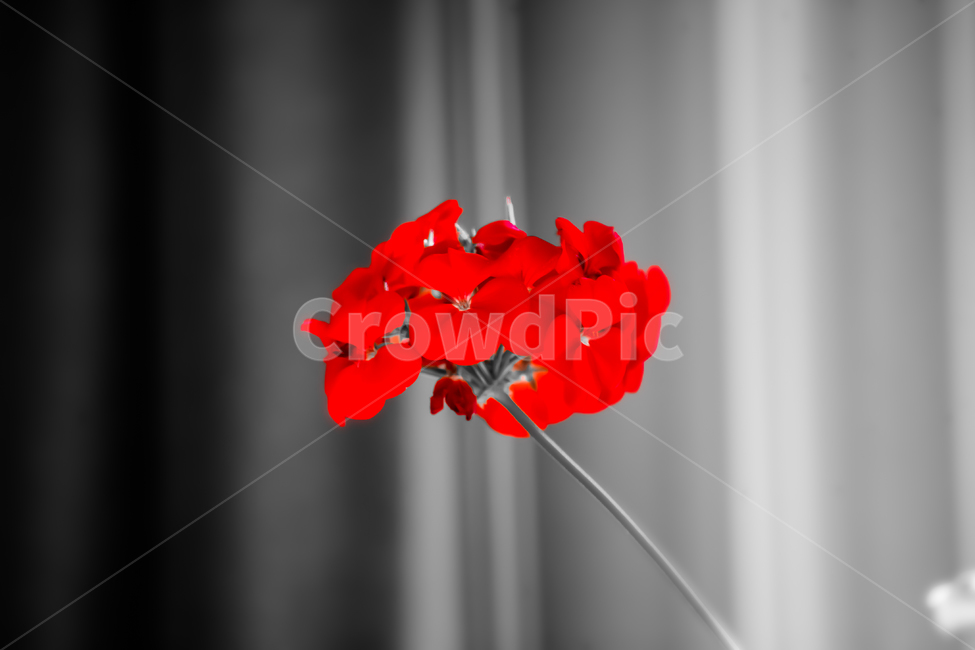 꽃,매크로,접사,자연,장미,조화,식물,자연,plants,nature,꽃,flower