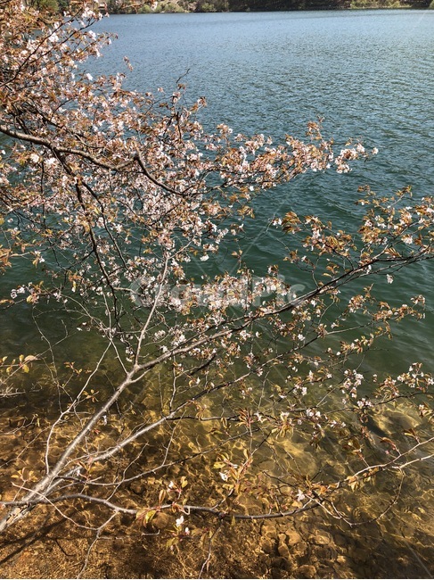 저수지,호수,나무,파주,꽃,벚꽃,식물,자연,plants,nature,꽃,flower