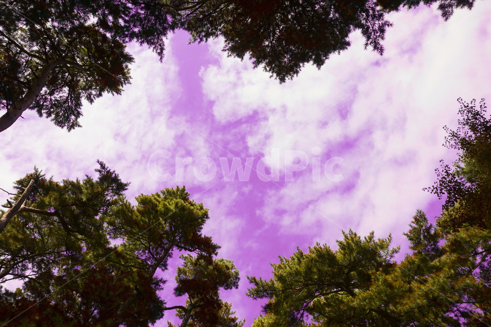 나무,보라색,구름,하늘,뭉개뭉개,tree,plant