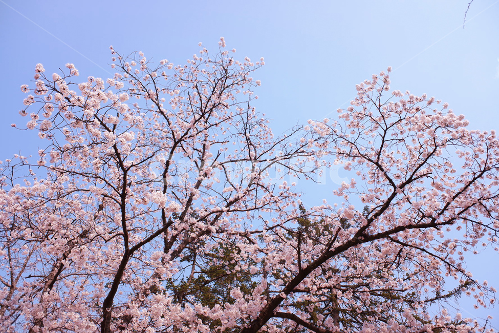 벚꽃,봄꽃,봄,꽃,벚꽃나무,자연,한국자연,자연풍경,한국자연풍경,파란하늘,하늘,봄,계절,spring,season,plant,식물,flower,blossom,cherry blossom