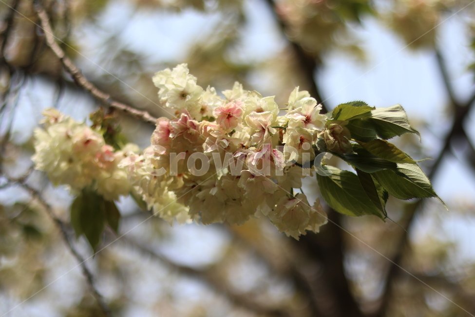 청벚꽃,꽃,봄,맑음,풍경,봄,계절,spring,season,식물,자연,plants,nature,꽃,flower,plant,blossom
