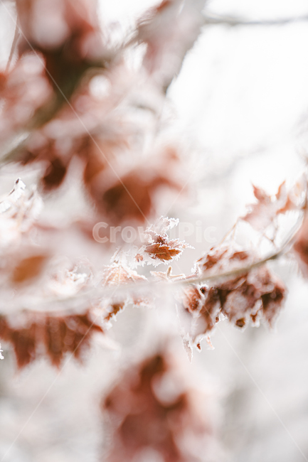 nature,자연,outdoors,옥외,ice,빙,snow,눈,산,서리,등산,상고대,frost,겨울,계절,winter,season
