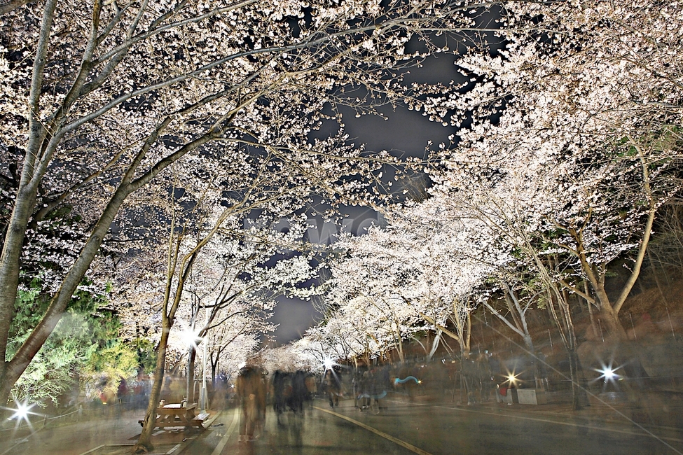 벗꽃,야간벗꽃길,인천대공원,꽃,조명,풍경,자연,배경