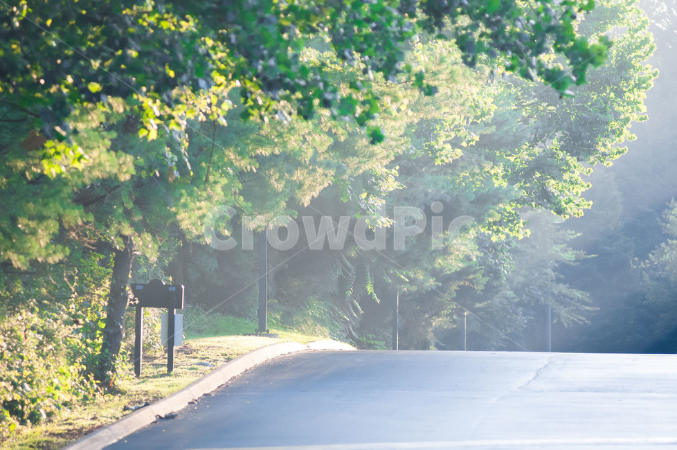 아스팔트,asphalt,road,도로,나무,빛,자연,풍경,nature,landscape