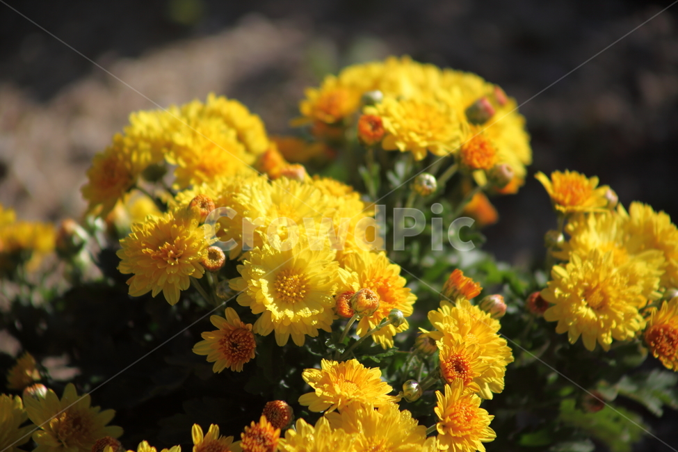 국화,식물,꽃,가을꽃,chrysanthemum,식물,자연,plants,nature,꽃,flower