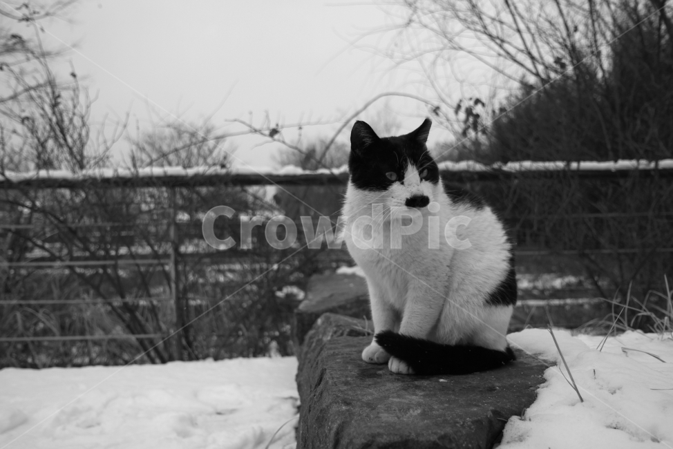 흑백,모노,고양이,동물,감성사진,동물,animal,포유류,mammal,고양이,cat,kitten,kitty,흑백,모노톤,monochrome,black and white