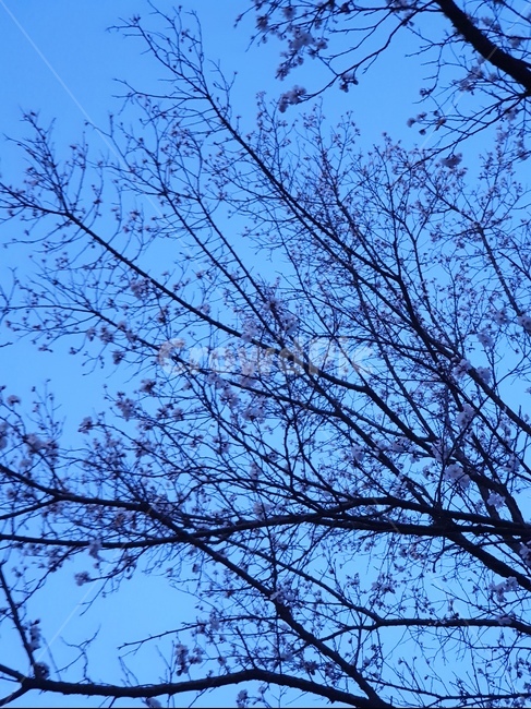 벚꽃,하늘,봄,벚나무,나무,저녁