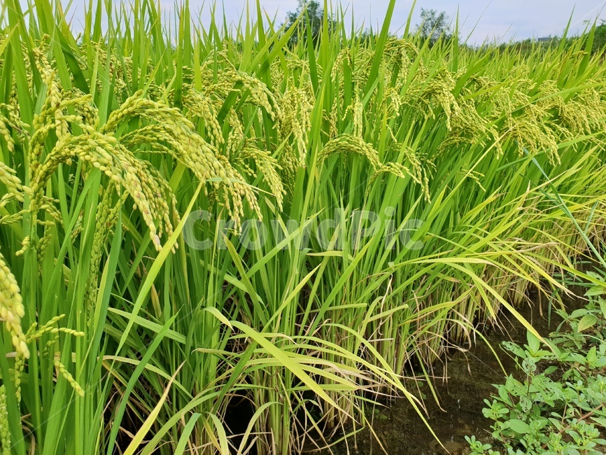 벼,벼이삭,논,식물,자연,그린,plants,nature,green,곡류,곡식,cereals
