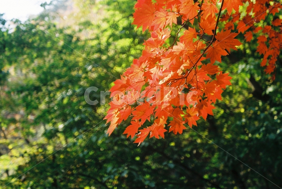 단풍,가을,산,관악산,자연,가을,계절,fall,autumn,season,식물,자연,plants,nature,감성,sensible,feeling,plant,leaf,잎,tree,나무