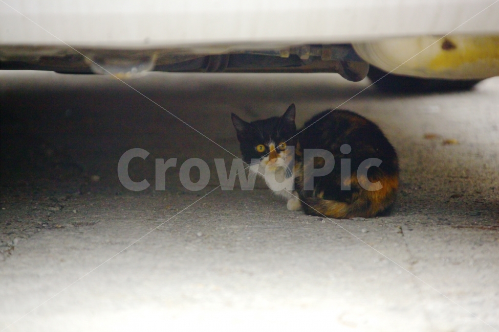 고양이,길냥이,길거리,코숏,추위,놀람,경계,만남,동물,animal,고양이,cat,kitten,kitty,포유류,mammal