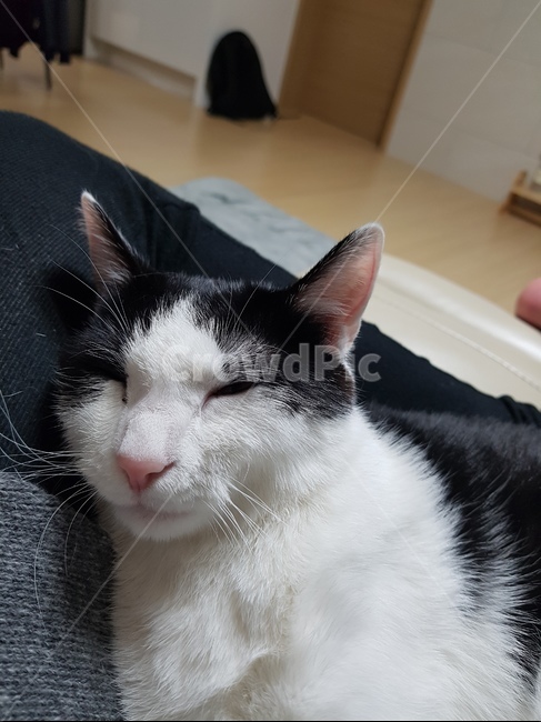 고양이,코숏,검정색,하얀색,꼬리,핑크,귀,cute,animal,cat,동물,animal,포유류,mammal,고양이,cat,kitten,kitty