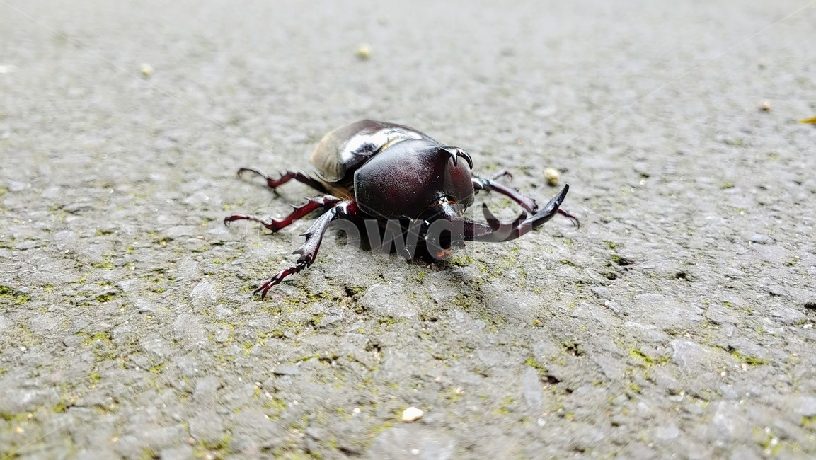 장수풍뎅이,장수풍뎅이수컷,큰뿔장수풍뎅이,코뿔소벌레,koreanrhinocerosbeetle,chalcosoma,투구벌레,곤충,벌레,insect,bug