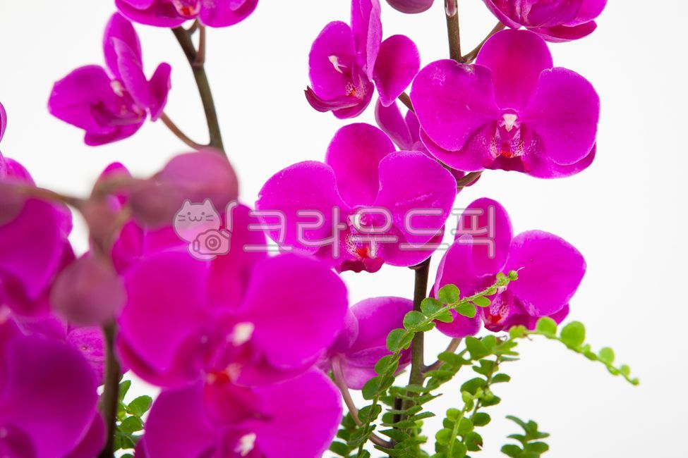 식물,난초,꽃,서양란,컬러,꽃잎,호접란,flower,ochid,petal,핑크
