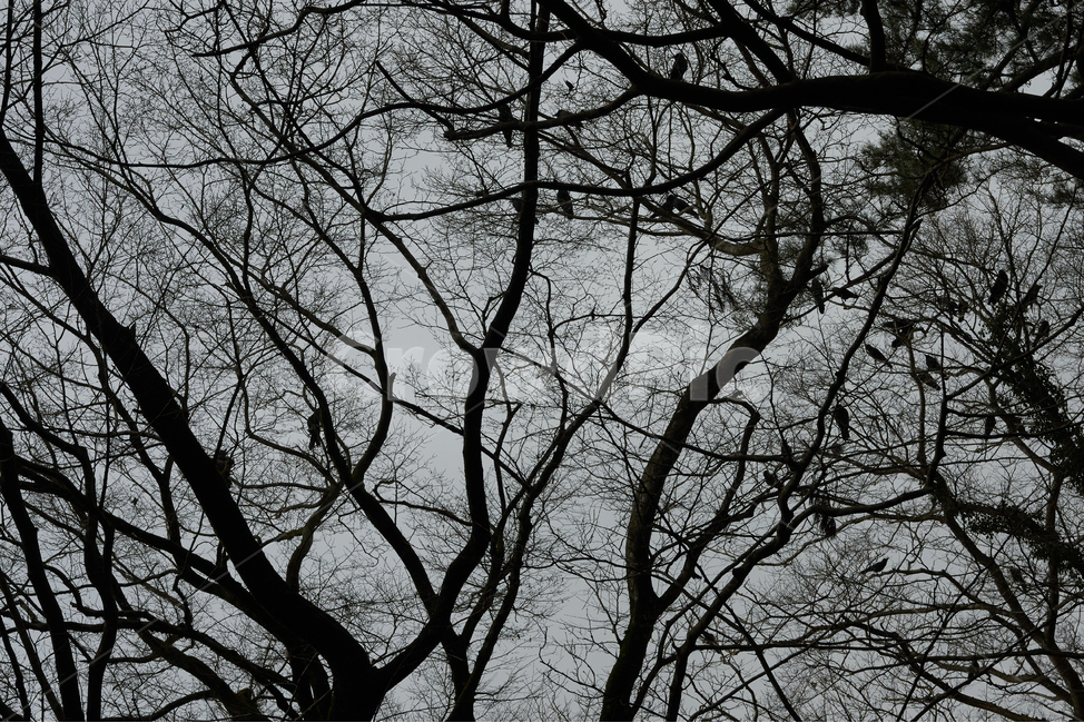 어둠,까마귀,새,나무,흐림,나무가지,식물,자연,plants,nature,나무,trees,wood,흑백,모노톤,monochrome,black and white