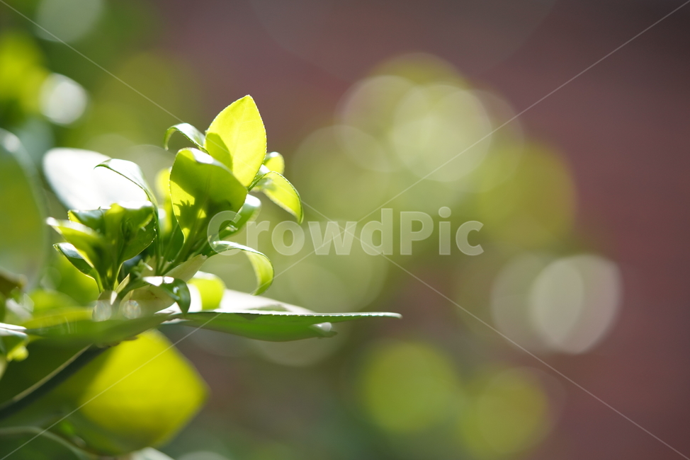 봄,계절,느낌,감성,식물,생명,생물,자연,잎,화사,식물,자연,plants,nature,휴식,힐링,rest,relaxation,healing