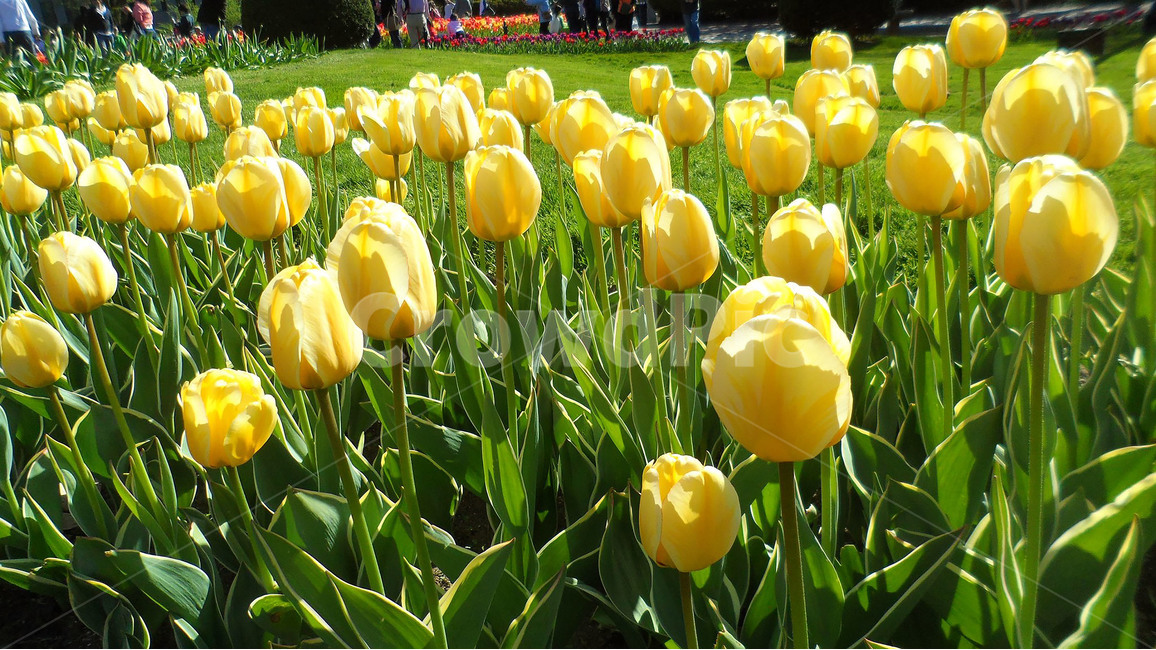 꽃,튤립,싱그러움,봄,여름,초록,꽃밭,공원,도시,자연,식물,Flower,Tuilp,refreshing,spring,Summer,green,Garden,park,ciy,nature,plant,노란튤립,봄,계절,spring,season,식물,자연,plants,nature,꽃,flower