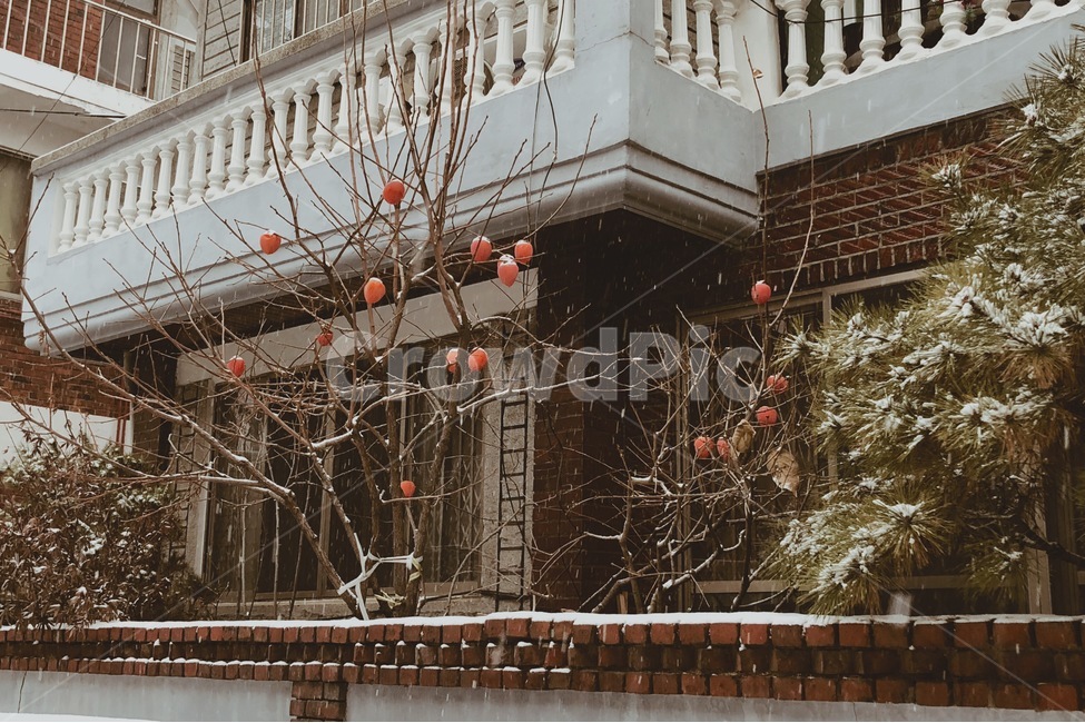 겨울풍경,쓸쓸한,어두운,눈내리는풍경,눈,겨울,감나무,나무,trees,wood,과일,열매,fruit
