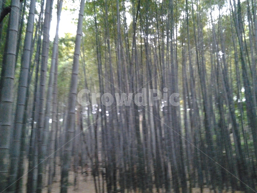 plant,식물,자연,대나무,bamboo,nature,자연,풍경,nature,landscape